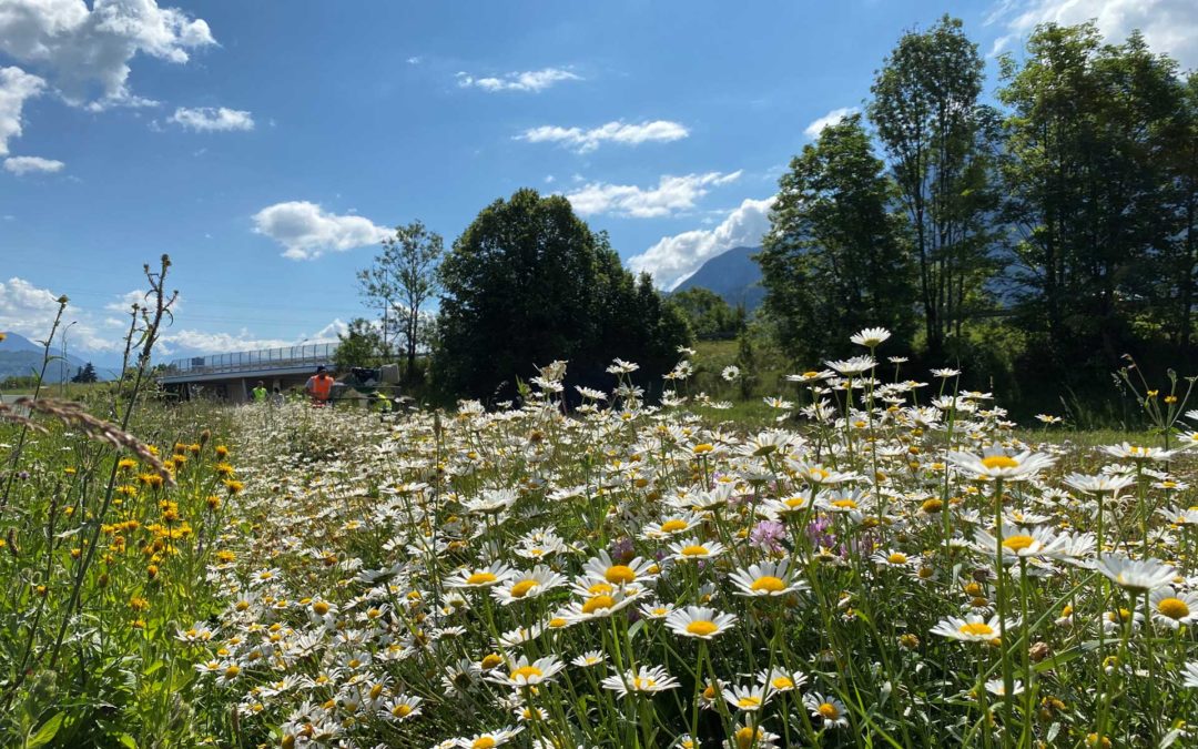 ATMB et ALVEOLE s’engagent pour réintroduire les fleurs alpines en Haute-Savoie